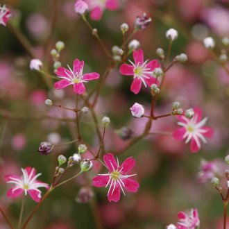 Многогодишно цвете за гипсофила за даване
