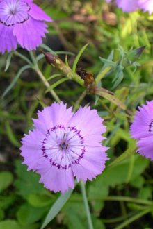 Многогодишна трева карамфил за лятна резиденция