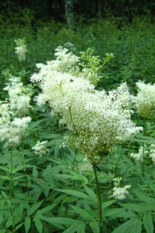 Лазазник многогодишен за лятна резиденция