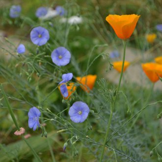 Ленено многогодишно за лятна резиденция