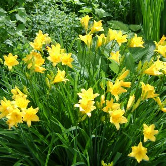 Ежегодно за лятна вила