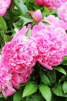 Дългосрочни божури за летни вили