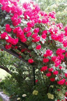 Многогодишно катерене роза за лятна резиденция