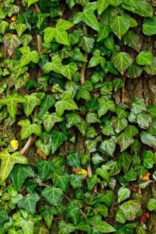 Бръшлян многогодишен за даване