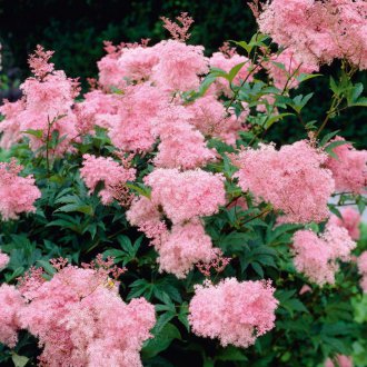 Розово ливадно сладко от много години да даде