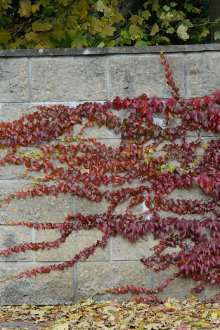 Многогодишно момиче грозде за лятна вила