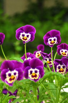 Виола многогодишна за лятна резиденция