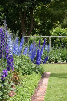 Многогодишен многогодишен делфиниум за даване