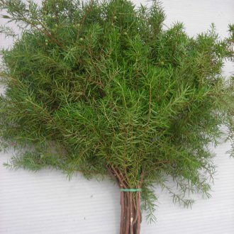 Juniper untuk mandi