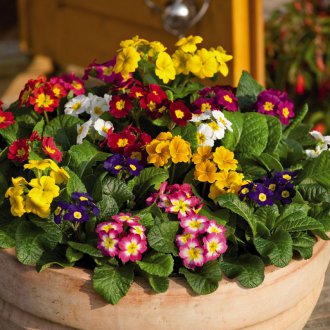 Primrose dalam periuk tembikar