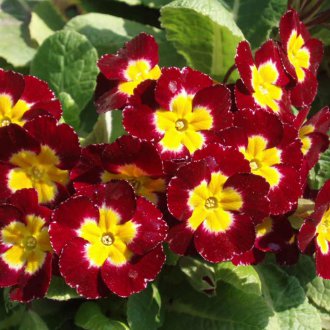 Primrose merah