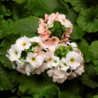 Konak songsang primitif