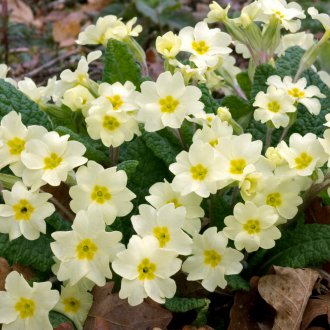 Primrose biasa