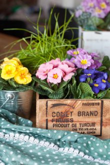 Primrose di pedalaman provence