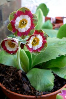 Primrose berbentuk telinga