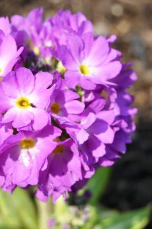 Dentate primrose