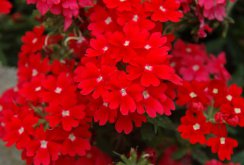 Verbena velvet