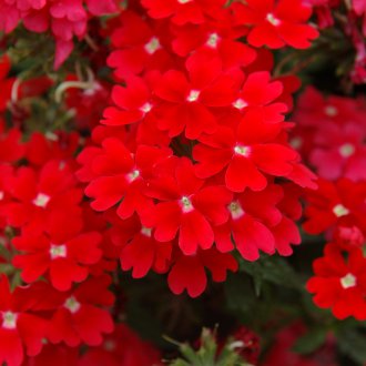 Кадифе от Verbena