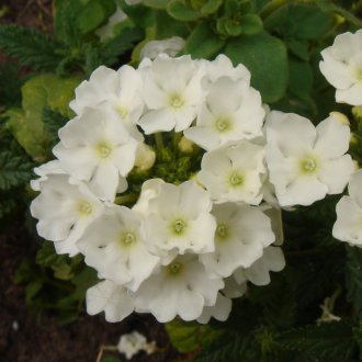 Върбена бяла