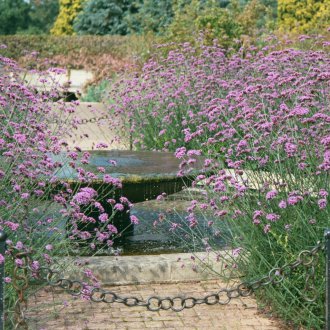 Verbena в ландшафтен дизайн