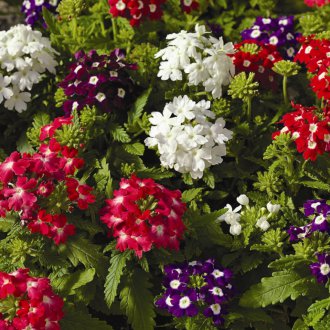 Хибридна Вербена