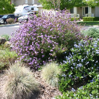 Вербена Калифорния