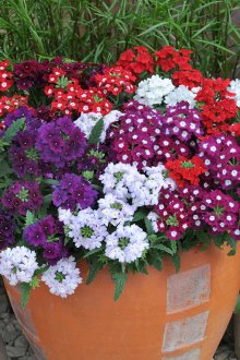 Вербена в саксии за цветя