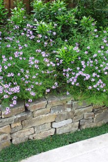 Вербена в цветното легло