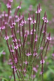 Spearman Verbena
