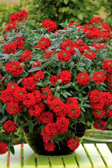 Върбена червена