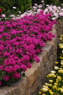 Върбена в градинска украса