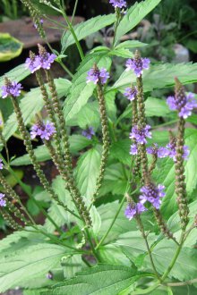 Verbena vulgaris
