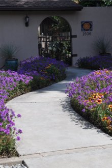 Вербена лилава