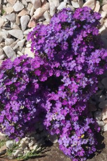 Върбена в рокаджиите