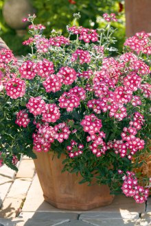 Вербена розова