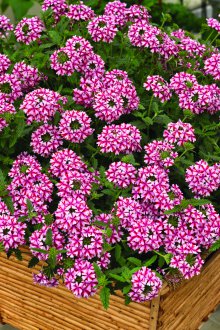 Вербена в градината