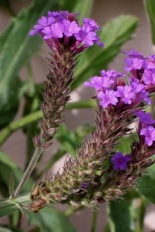 Вербена е трудна