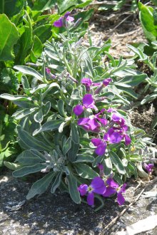 Матиола в страната