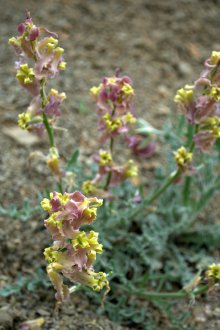 Матиола ароматна