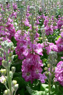 Горна превръзка на Матиола