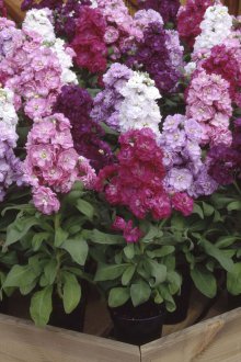 Кацаща матиола