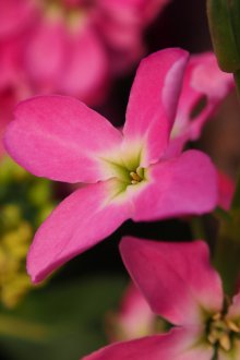 Розова матиола