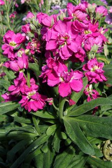 Матиола в градината