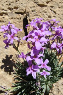 Матиола Скапифер