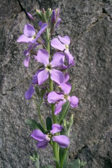 Матиола сив