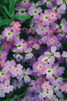 Пролетна искря Матиола