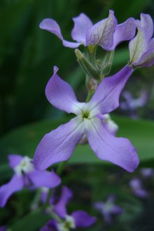 Грижа за Матиола