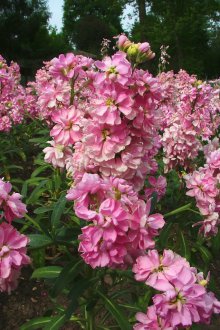 Матиола Уесли