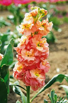 Отглеждане на матиола