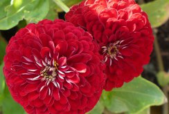 Velvet Zinnia